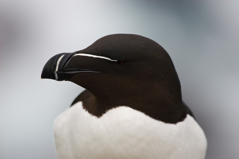 Razorbills